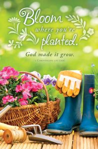 Spring – Bloom Where You’re Planted, 1 Cor 3:6 (CEB) – Pkg 100 – Standard Bulletin